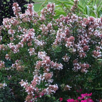 Großblumige Abelie 'Autumn Festival' Großblumige Abelie 'Autumn Festival'