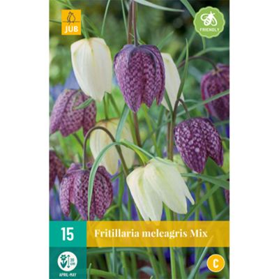 Kiebitzeier-Mischung 'Schachbrettblume' Kiebitzeier-Mischung 'Schachbrettblume'