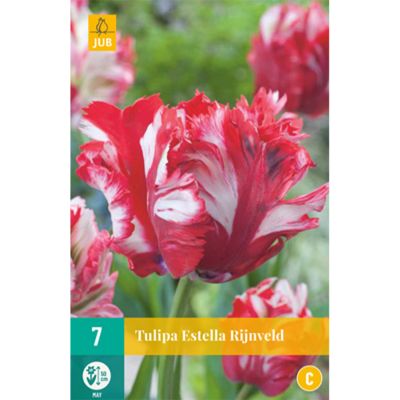Papageien-Tulpe 'Estella Rijnveld' - 7 Stück Papageien-Tulpe 'Estella Rijnveld' - 7 Stück
