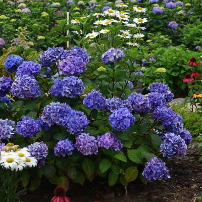 Hortensie 'Endless Summer® BloomStar®' Blau