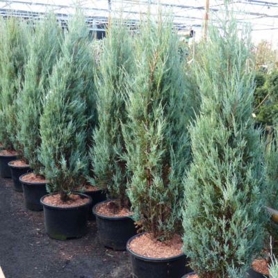 Raketenwacholder 'Blue Arrow' Raketenwacholder 'Blue Arrow'