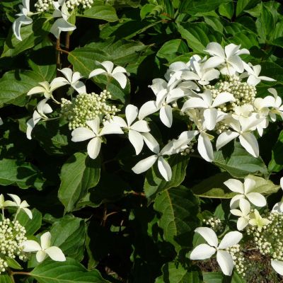 Rispenhortensie 'Great Star'