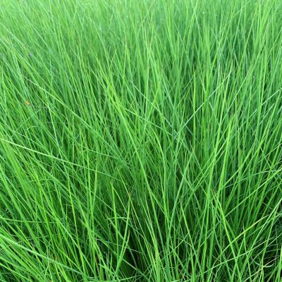 Flatter-Binse Flatter-Binse