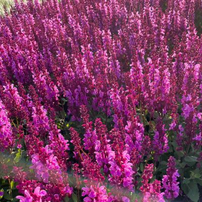 Steppen-Salbei 'Marvel Rose' Steppen-Salbei 'Marvel Rose'