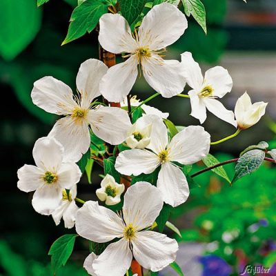 Clematis 'Grandiflora' Clematis 'Grandiflora'