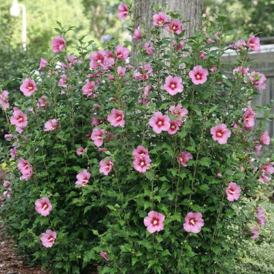 Hibiscus 'Red Pillar® Rose of Sharon'