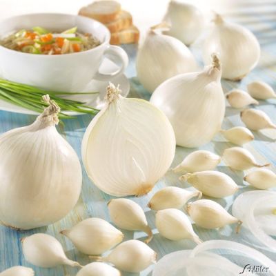 Weiße Wintersteckzwiebeln 'Snowball' - 50 Stück Weiße Wintersteckzwiebeln 'Snowball' - 50 Stück