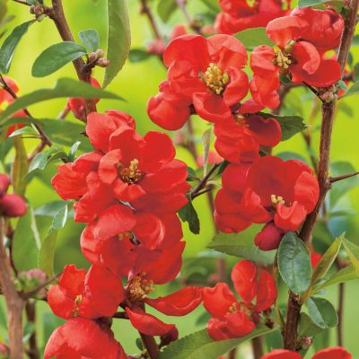 Zierquitte 'Andenken an Carl Ramcke' Zierquitte 'Andenken an Carl Ramcke'