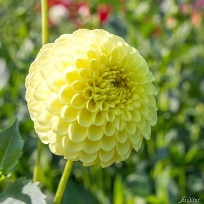 Pompon-Dahlie 'Golden Torch' - 1 Stück