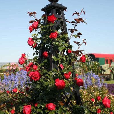Kletterrose 'Florentina ®' Kletterrose 'Florentina ®'