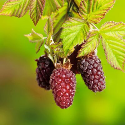 Boysenberry Boysenberry