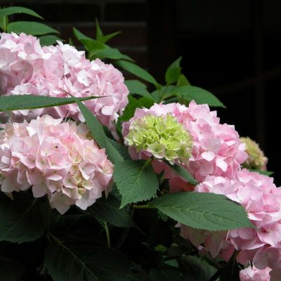 Hortensie 'Endless Summer® The Original Rosa'