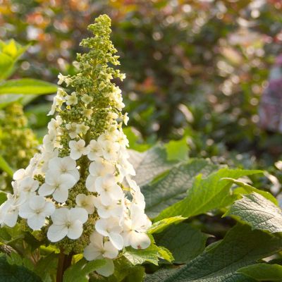 Eichenblättrige Hortensie 'Jetstream®'