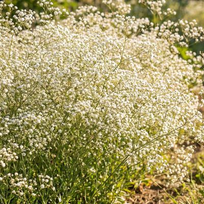 Schleierkraut 'Festival White'