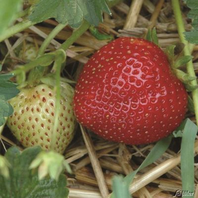 Erdbeere 'HUMMI® Herzle' Erdbeere 'HUMMI® Herzle'
