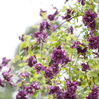 Clematis 'Purpurea Plena Elegans' Clematis 'Purpurea Plena Elegans'