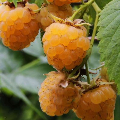 Himbeere 'Golden Bliss®' - die Gelbe