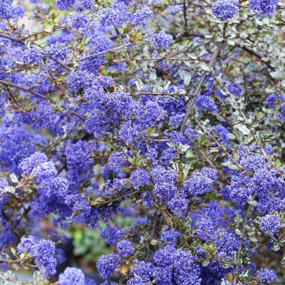 Säckelblume 'Blue Sapphire'