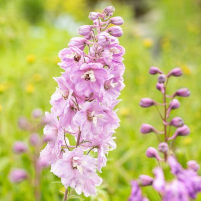 Rittersporn 'Astolat' Rittersporn 'Astolat'