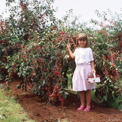 Sauerkirsche 'Kobold' Sauerkirsche 'Kobold'