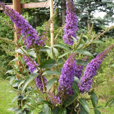 Schmetterlingsflieder 'Empire Blue' Schmetterlingsflieder 'Empire Blue'