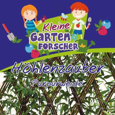 Purpurweide 'Höhlenzauber' Kleine Gartenforscher Purpurweide 'Höhlenzauber' Kleine Gartenforscher