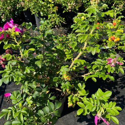 Zwergrose | Hagebutte 'Purple Aurora'