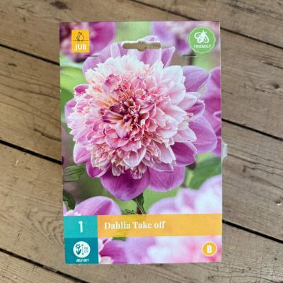 Anemonen-Dahlie 'Take off' Anemonen-Dahlie 'Take off'