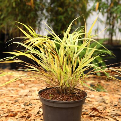 Japanisches Berg-Gras  'Aureola'