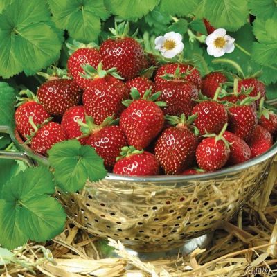 Erdbeere 'HUMMI®-Praline' Erdbeere 'HUMMI®-Praline'