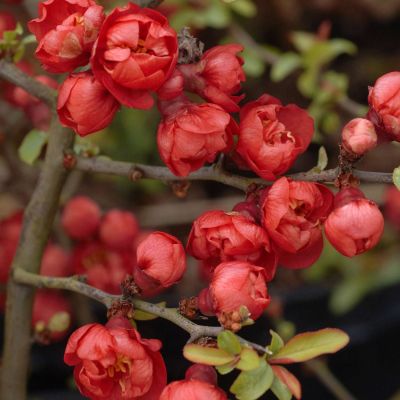 Zwerg-Zierquitte 'Red Joy' Zwerg-Zierquitte 'Red Joy'