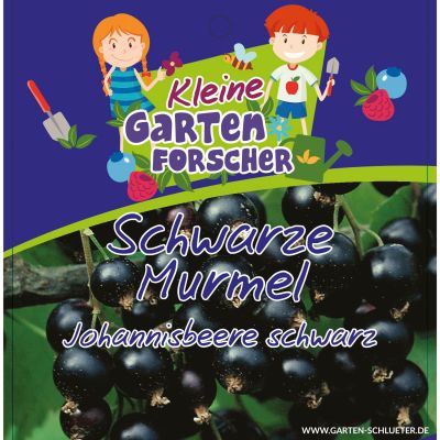 Johannisbeere 'Schwarze Murmeln'   - Kleine Gartenforscher Johannisbeere 'Schwarze Murmeln'   - Kleine Gartenforscher