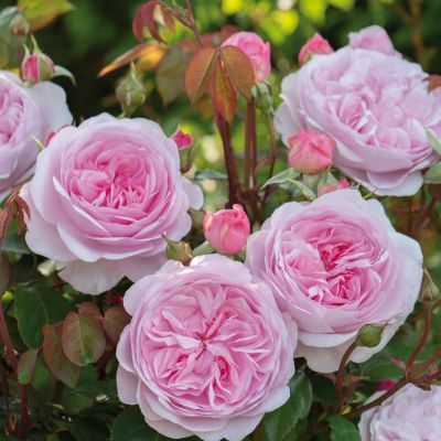 David Austin Rose 'Olivia Rose Austin®' David Austin Rose 'Olivia Rose Austin®'