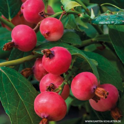 Heidelbeere 'Pink Lemonade®' Heidelbeere 'Pink Lemonade®'