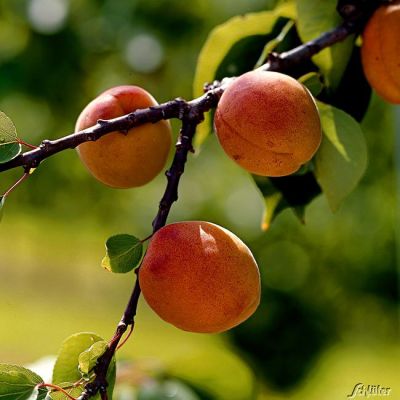 Aprikosenmirabelle 'Aprimira' Aprikosenmirabelle 'Aprimira'