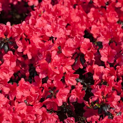 Japanische Azalee 'Maruschka®'