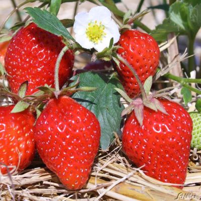 Erdbeeren 'Lambada®' - 10 Stück Erdbeeren 'Lambada®' - 10 Stück