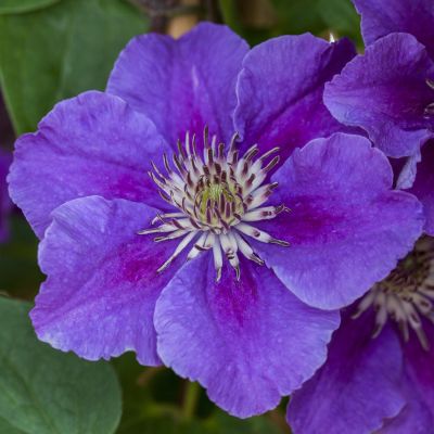 Clematis 'Ashva' Clematis 'Ashva'