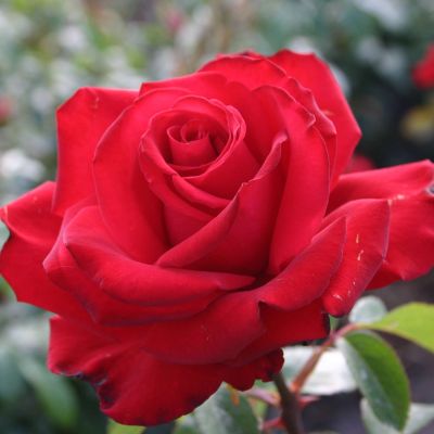 Beetrose 'Jugendliebe®' Beetrose 'Jugendliebe®'