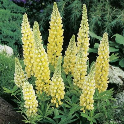 Gartenlupinen 'Gelb' - 3 Stück Gartenlupinen 'Gelb' - 3 Stück