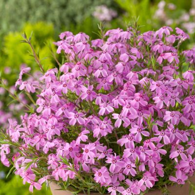Pinkfarbener Polsterphlox Pinkfarbener Polsterphlox