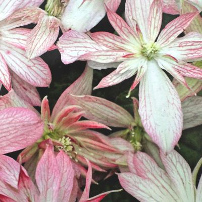 Clematis 'Marjorie' Clematis 'Marjorie'