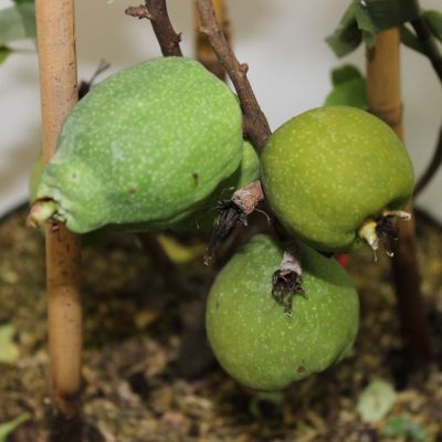 Zierquitte 'Pink Trail' Zierquitte 'Pink Trail'