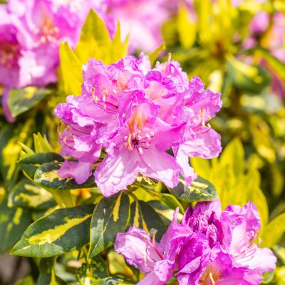 Rhododendron 'Goldflimmer'