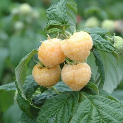 Säulen-Himbeere 'Twotimer® Gelbe Sugana®' Säulen-Himbeere 'Twotimer® Gelbe Sugana®'