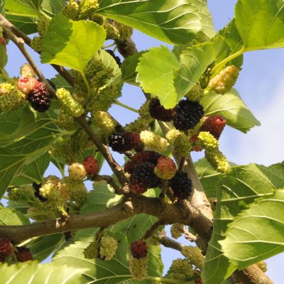 Schwarze Maulbeere