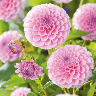 Pompondahlie 'Stolze von Berlin' - 1 Stück Pompondahlie 'Stolze von Berlin' - 1 Stück