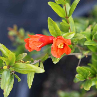 Granatapfel 'Crimson Sky' Granatapfel 'Favorite'