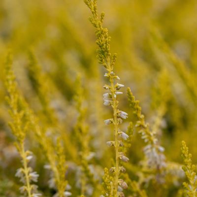 Sommerheide 'Gold Haze' Sommerheide 'Gold Haze'