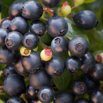 Heidelbeere / Blaubeere BrazelBerries® 'Berry Bux®' Heidelbeere / Blaubeere BrazelBerries® 'Berry Bux®'